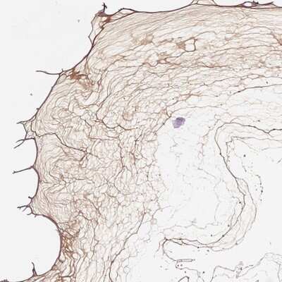Immunohistochemistry-Paraffin: Collagen IX alpha 2 Antibody [NBP2-69005]