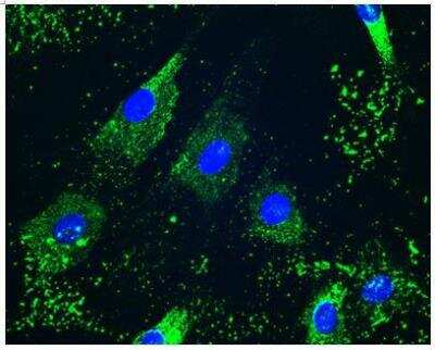 Immunocytochemistry/ Immunofluorescence: Collagen VI alpha 2 Antibody (2C5-F2) [H00001292-M01]