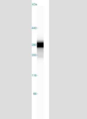 Simple Western: Collagen VI alpha 3 Antibody [NBP2-34837]