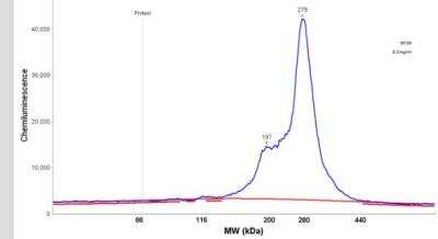 Simple Western: Collagen VI alpha 3 Antibody [NBP2-34837]
