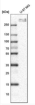 Western Blot: Collagen VI alpha 3 Antibody [NBP2-34837]