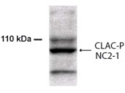 Western Blot: Collagen XXV alpha 1 AntibodyBSA Free [NB300-248]