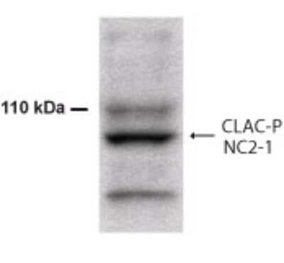 Western Blot: Collagen XXV alpha 1 AntibodyBSA Free [NB300-249]