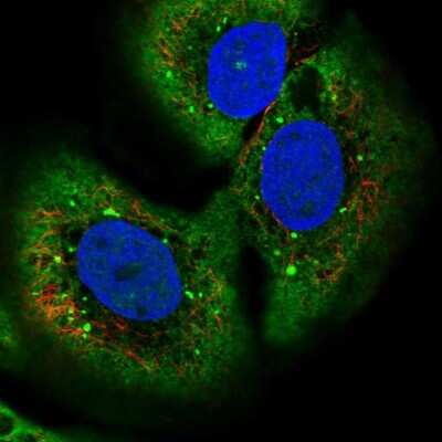 Immunocytochemistry/ Immunofluorescence: Collectrin/TMEM27 Antibody [NBP2-13450]