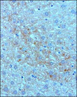 Immunohistochemistry-Paraffin: Complement C3 Antibody (11H9) - BSA Free [NB200-540]