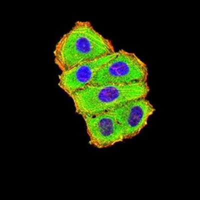 Immunocytochemistry/ Immunofluorescence: Complement C3c Antibody (4C6A8) - BSA Free [NBP2-61855]