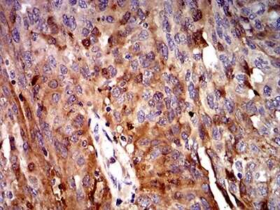 Immunohistochemistry-Paraffin: Complement C3c Antibody (4C6A8) - BSA Free [NBP2-61855]