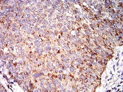 Immunohistochemistry-Paraffin: Complement C3c Antibody (4C6A8) - BSA Free [NBP2-61855]