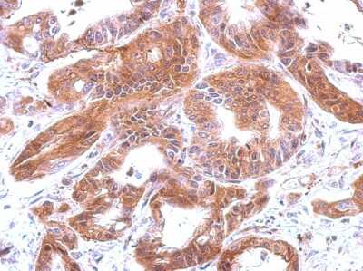 Immunohistochemistry-Paraffin: Complement C4a Antibody [NBP2-14893]
