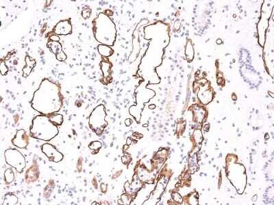 Immunohistochemistry-Paraffin: Complement C4d Antibody (C4D204) - Azide and BSA Free [NBP2-34581]