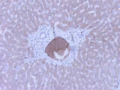Immunohistochemistry: Complement C4c Antibody (99-72-18) - BSA Free [NBP3-12091]