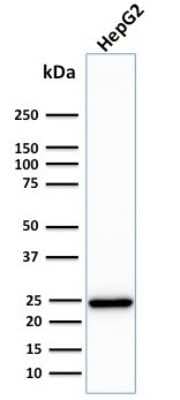 Western Blot: Complement Component C1qA Antibody (C1QA/2783) [NBP2-79781]