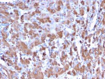 Immunohistochemistry-Paraffin: Complement Component C1qA Antibody (C1QA/2953) - Azide and BSA Free [NBP2-79916]