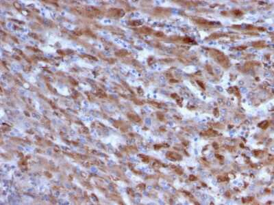 Immunohistochemistry-Paraffin: Complement Component C1qA Antibody (C1QA/2955) [NBP3-07733]