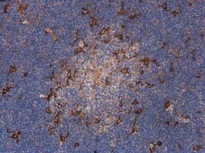 Immunohistochemistry-Paraffin: Complement Component C1qA Antibody [NBP3-13331]