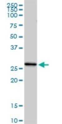 Western Blot: Complement Component C1qC Antibody [H00000714-D01P]