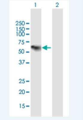 Western Blot: Complement Component C1rLP Antibody [H00051279-B01P-50ug]