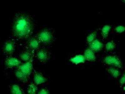 Immunocytochemistry/ Immunofluorescence: Complement Component C1s Antibody (OTI4E3) [NBP2-01625]