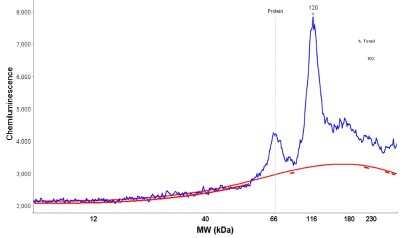 Simple Western: Complement Factor B Antibody [NBP1-89985]
