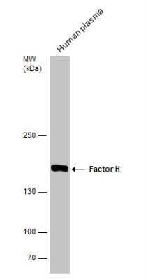 Western Blot: Complement Factor H Antibody [NBP1-33628]
