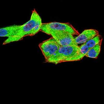 Immunocytochemistry/ Immunofluorescence: Complement Factor H-related 5/CFHR5 Antibody (3A10A5) - BSA Free [NBP2-52441]