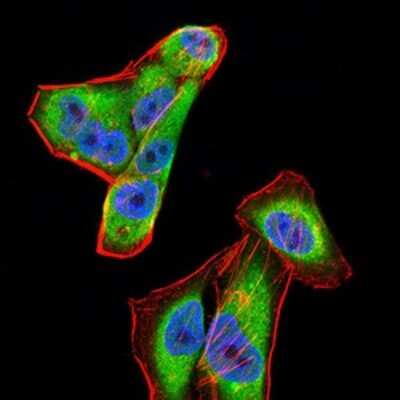 Immunofluorescence: Complement Factor H-related 5/CFHR5 Antibody (3E1E10) - BSA Free [NBP2-52440]