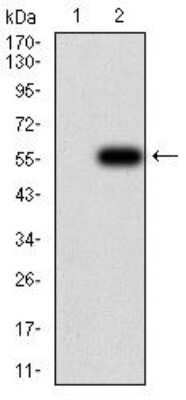 Western Blot: Complement Factor H-related 5/CFHR5 Antibody (3E1E10)BSA Free [NBP2-52440]