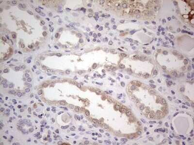 Immunohistochemistry-Paraffin: Complement Factor I Antibody (OTI7C9) [NBP2-46264]