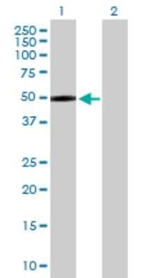 Western Blot: Complement Factor MASP3/MASP1 Antibody [H00005648-D01P]