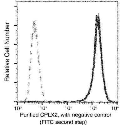 Flow Cytometry: Complexin-2 Antibody (021) [NBP2-90019]