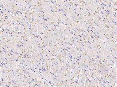 Immunohistochemistry-Paraffin: Connexin 43/GJA1 Antibody (105) [NBP2-89209]