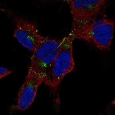 Immunocytochemistry/ Immunofluorescence: Connexin 43/GJA1 Antibody [NBP2-68678]