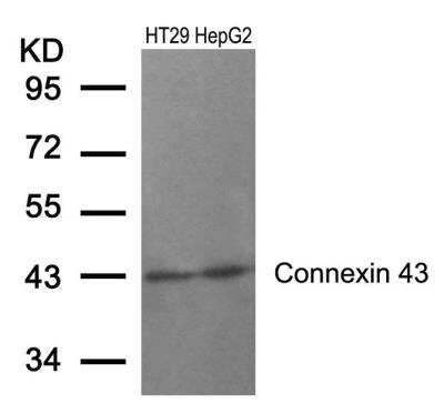 Western Blot: Connexin 43/GJA1 Antibody [NB100-81867]