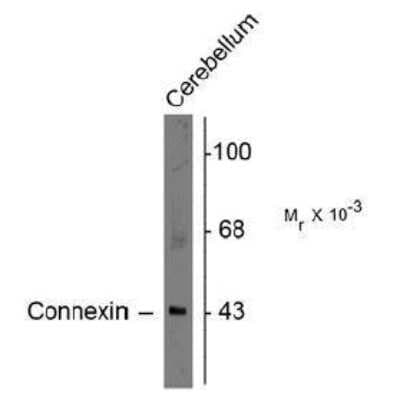 Western Blot: Connexin 43/GJA1 Antibody [NB300-309]