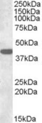 Western Blot: Connexin 43/GJA1 Antibody [NBP1-51938]