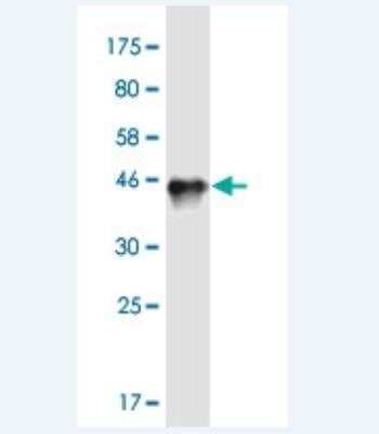 Western Blot: Connexin 50/GJA8 Antibody (8A10) [H00002703-M02-100ug]