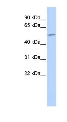 Western Blot: Connexin 58/GJA9 Antibody [NBP1-59196]