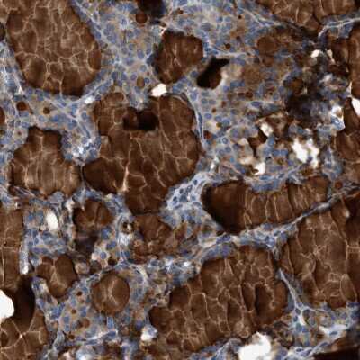 Immunohistochemistry-Paraffin: Contactin-6 Antibody [NBP1-91804]
