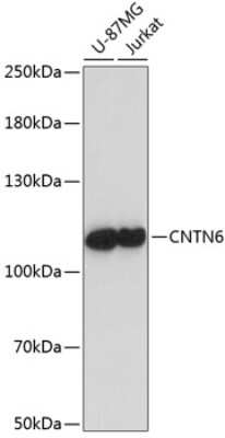 Western Blot: Contactin-6 AntibodyAzide and BSA Free [NBP2-92145]