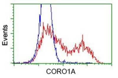 Flow Cytometry: Coronin-1a Antibody (OTI1A5) - Azide and BSA Free [NBP2-71680]