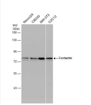 Western Blot: Cortactin Antibody [NBP2-15972]