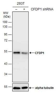 Western Blot: Craniofacial Development Protein 1 Antibody (11811) [NBP2-43772]