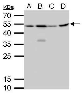 Western Blot: Craniofacial Development Protein 1 Antibody (9612) [NBP2-43759]