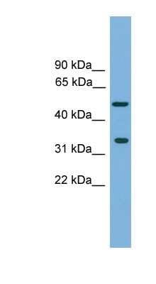 Western Blot: Craniofacial Development Protein 1 Antibody [NBP1-57025]