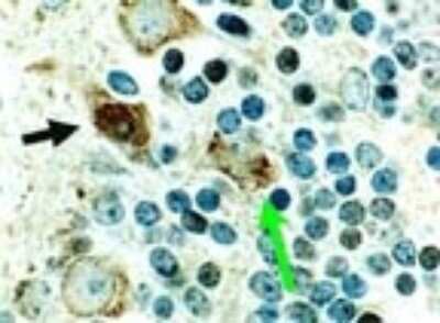 Immunohistochemistry: Cre Antibody - BSA Free [NB100-56133]
