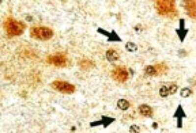 Immunohistochemistry-Paraffin: Cre Antibody [NB100-56135]