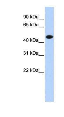 Western Blot: Creatine Kinase, Muscle/CKMM Antibody [NBP1-52863]