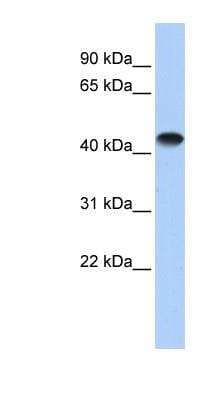 Western Blot: Creatine Kinase, Muscle/CKMM Antibody [NBP1-52864]