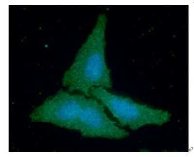 Immunocytochemistry/ Immunofluorescence: Creatine Kinase BB Antibody (8E4) - BSA Free [NBP2-59462]