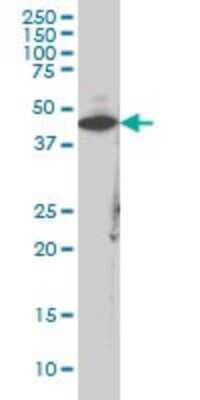 Western Blot: Creatine Kinase, Muscle/CKMM Antibody (1E3) [H00001158-M02]